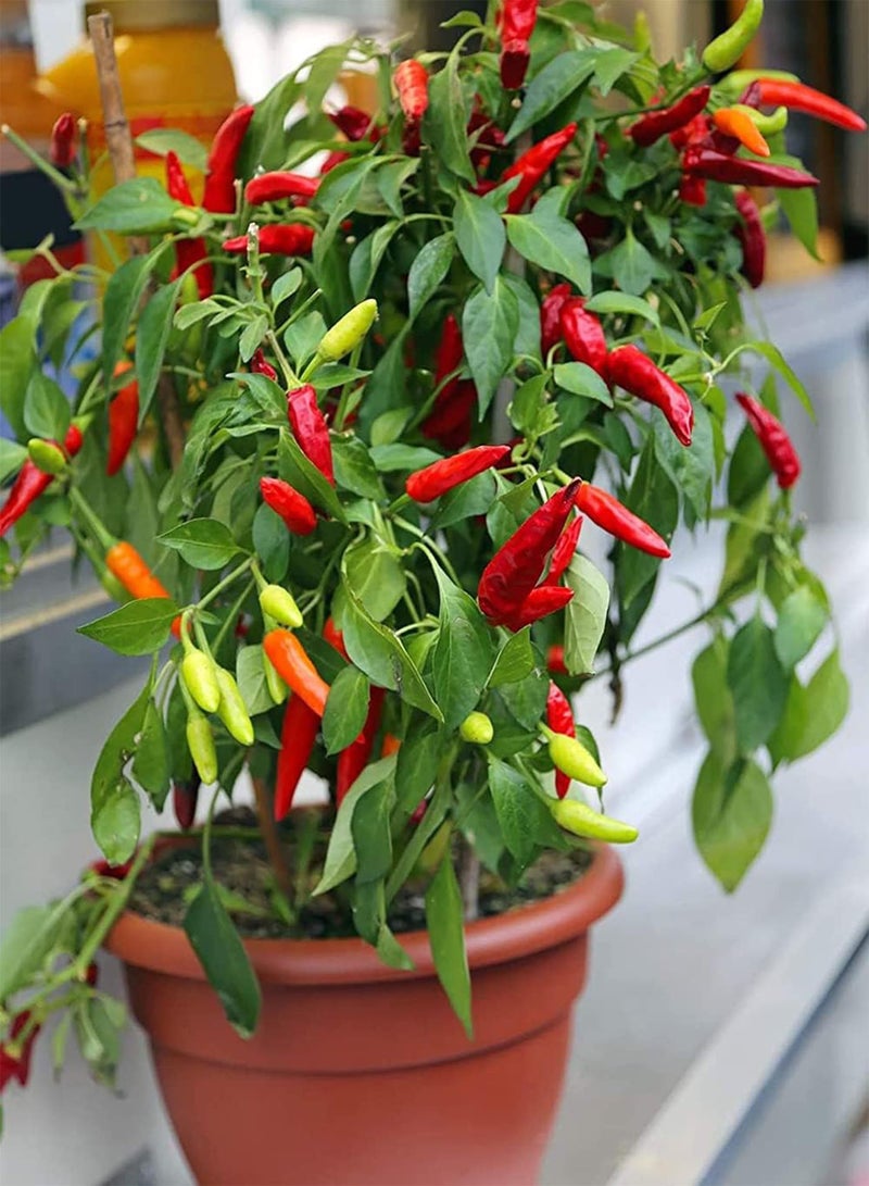 جي جوت 200 قطعة Rode Peper Zaden Tuin Ingemaakte Groenten Heeft Niet Veel Zorg Nodig Gemakkelijk Groeien Weinig Onderhoud Aanpasbaar للمبتدئين - Image 2