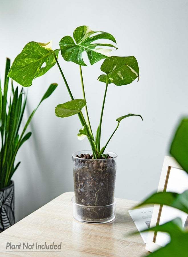 Phoenix Vine 6.5 Inch 8 Inch Clear Acrylic Houseplants Planter Pot with Tray, Orchid Pot with Drainage Holes, Deep Saucer for Bottom Watering, Transparent Containers for Indoor Plants, Herbs, 91-B-Z - Image 2