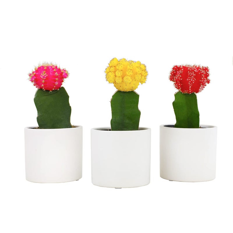 Plants for Pets Grafted Cactus Plants Live in White Plant Pots (3 PK), Live Cactus Plant in Cactus Soil Potting Mix, Live Mini Cactus Succulents Plants Live Cacti, Cactus Pots with Live Succulents by Plants for Pets - Image 1