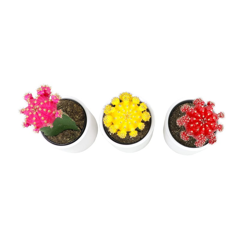 Plants for Pets Grafted Cactus Plants Live in White Plant Pots (3 PK), Live Cactus Plant in Cactus Soil Potting Mix, Live Mini Cactus Succulents Plants Live Cacti, Cactus Pots with Live Succulents by Plants for Pets - Image 5