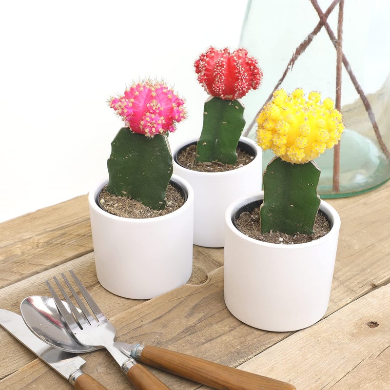 Plants for Pets Grafted Cactus Plants Live in White Plant Pots (3 PK), Live Cactus Plant in Cactus Soil Potting Mix, Live Mini Cactus Succulents Plants Live Cacti, Cactus Pots with Live Succulents by Plants for Pets - Image 4