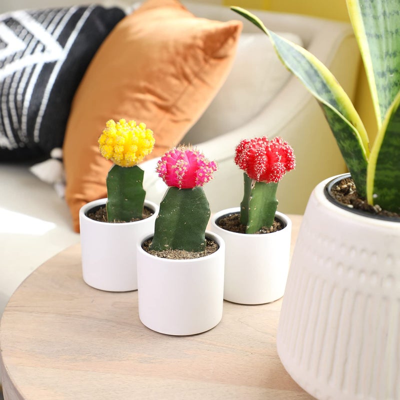 Plants for Pets Grafted Cactus Plants Live in White Plant Pots (3 PK), Live Cactus Plant in Cactus Soil Potting Mix, Live Mini Cactus Succulents Plants Live Cacti, Cactus Pots with Live Succulents by Plants for Pets - Image 2