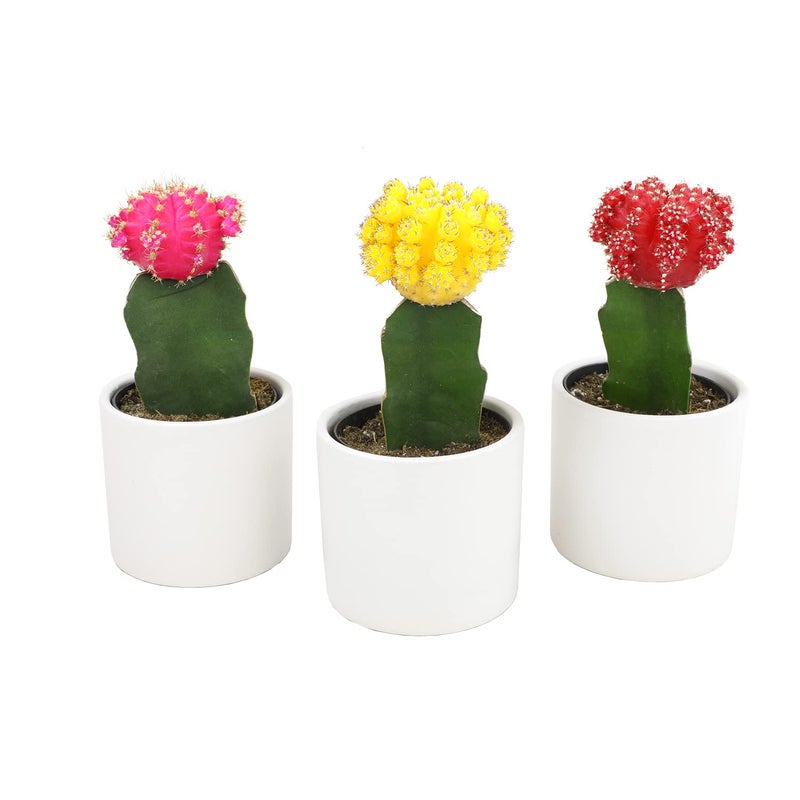 Plants for Pets Grafted Cactus Plants Live in White Plant Pots (3 PK), Live Cactus Plant in Cactus Soil Potting Mix, Live Mini Cactus Succulents Plants Live Cacti, Cactus Pots with Live Succulents by Plants for Pets - Image 3