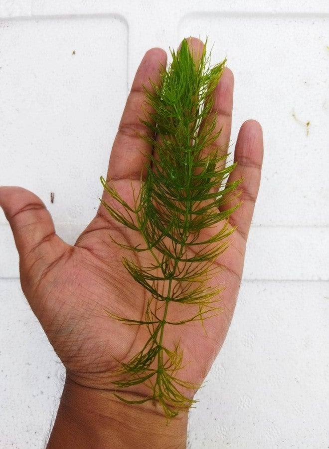 Hornwort plant for aquarium Pack of 13 stems - Image 3