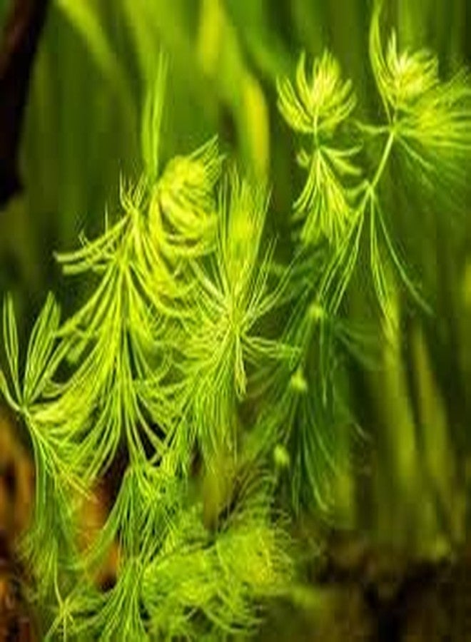 Hornwort plant for aquarium Pack of 13 stems - Image 4