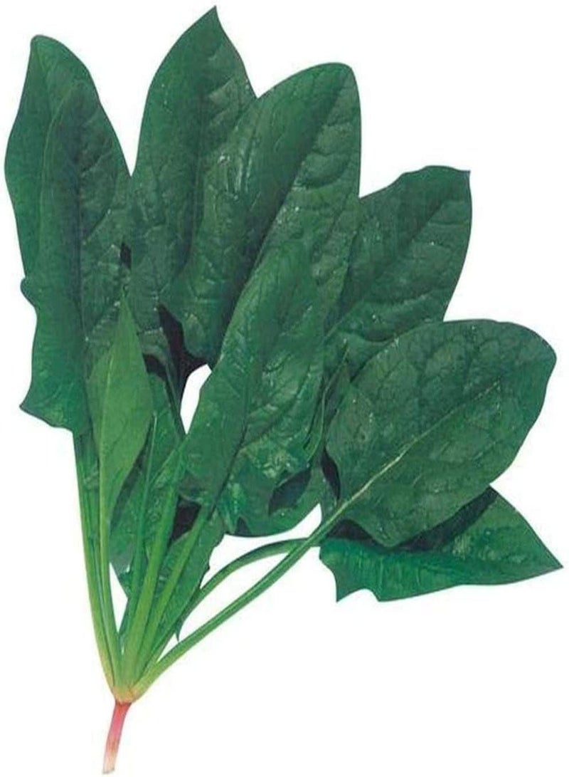 GGOOT 300Stück Spinatsamen Geeignet für Anfänger Einfache Kultivierung Starke Anpassungsfähigkeit Hauptkulturen Gemüse Sehr beliebt Gartenpflanzung Einfache Keimung - Image 1