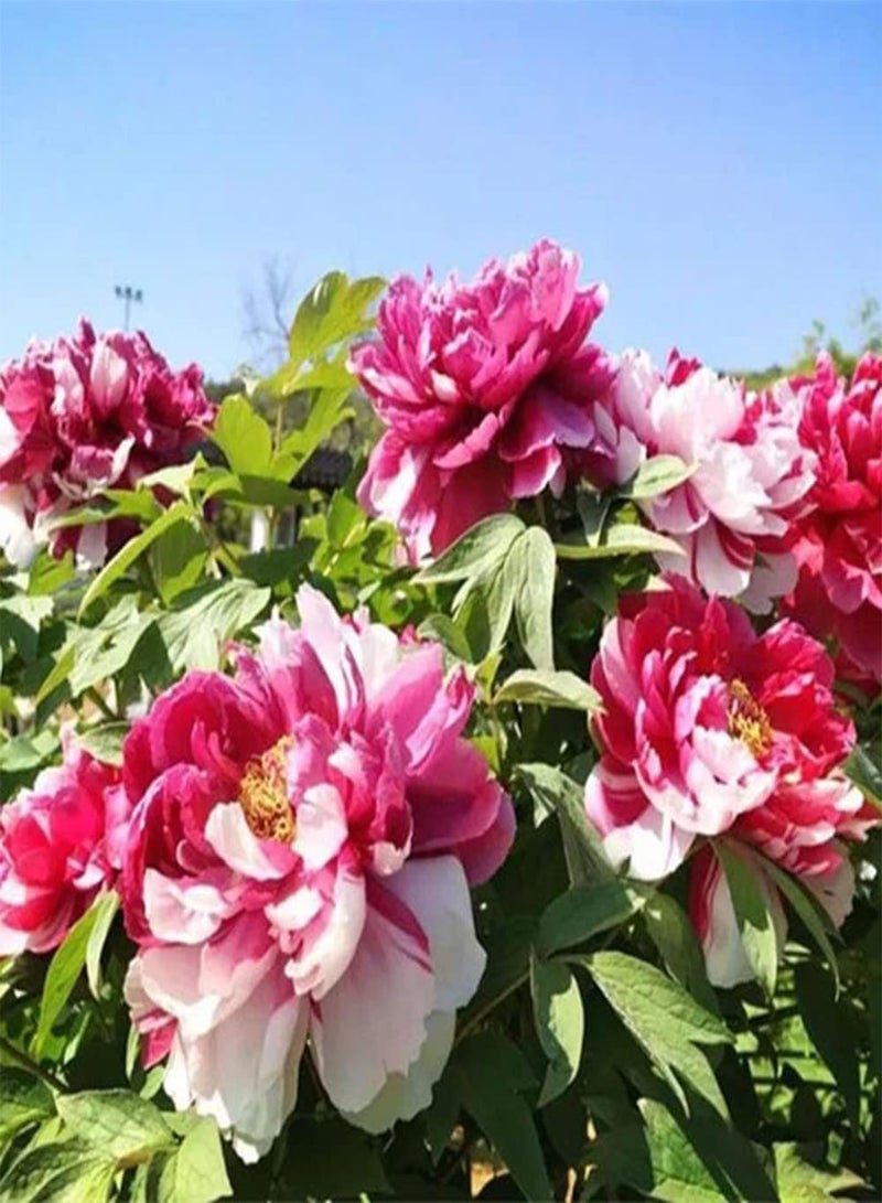 GGOOT 20Pcs Peony Seeds Beautiful Pink White Flowers Make Exquisite Cut Flowers to Decorate Your Home Exudes A Faint Fragrance Loved by Family - Image 4