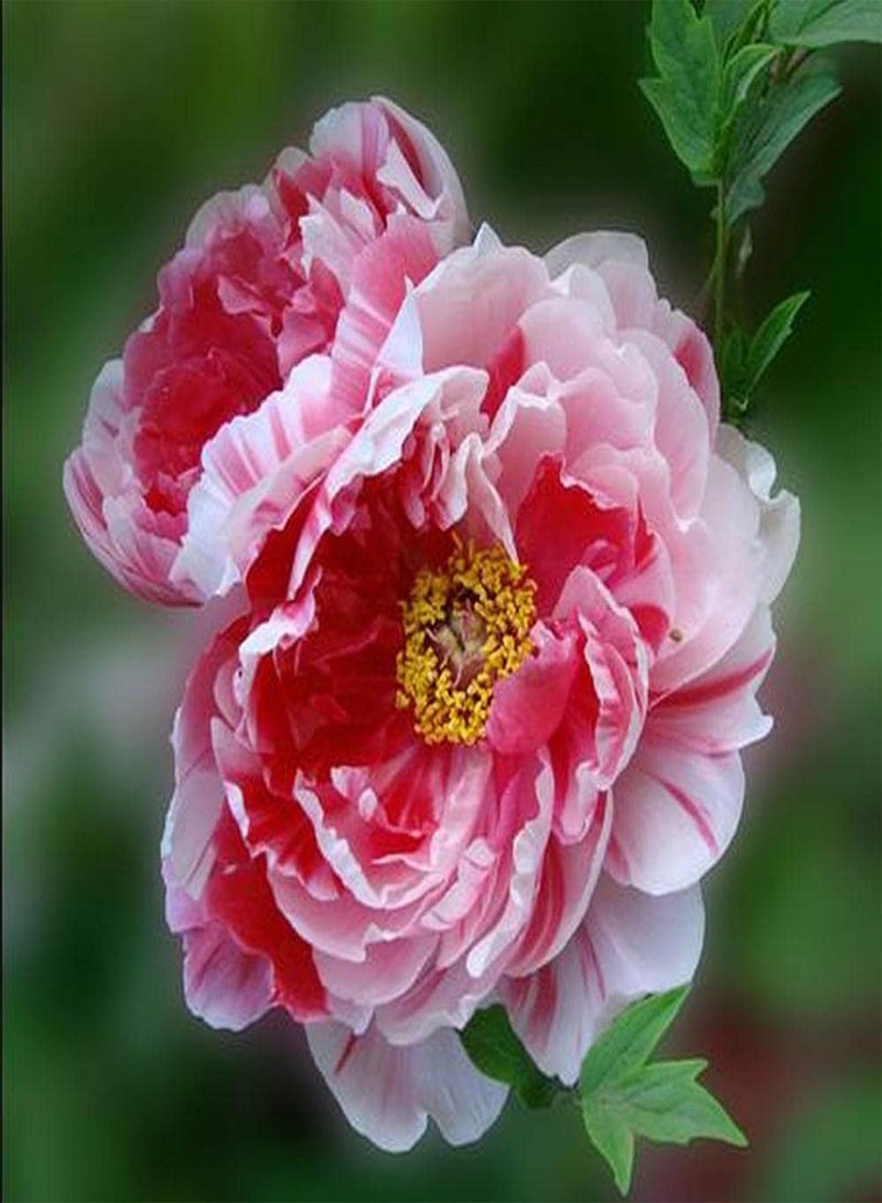 GGOOT 20Pcs Peony Seeds Beautiful Pink White Flowers Make Exquisite Cut Flowers to Decorate Your Home Exudes A Faint Fragrance Loved by Family - Image 2