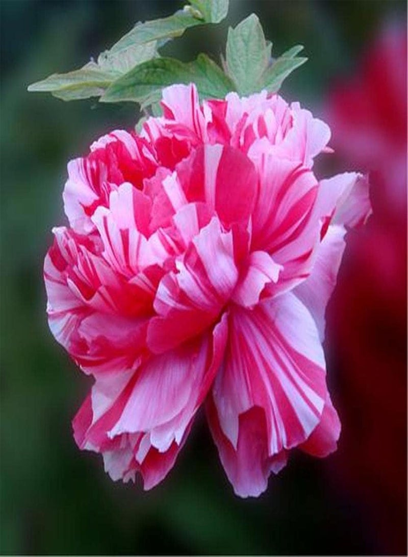 GGOOT 20Pcs Peony Seeds Beautiful Pink White Flowers Make Exquisite Cut Flowers to Decorate Your Home Exudes A Faint Fragrance Loved by Family - Image 1