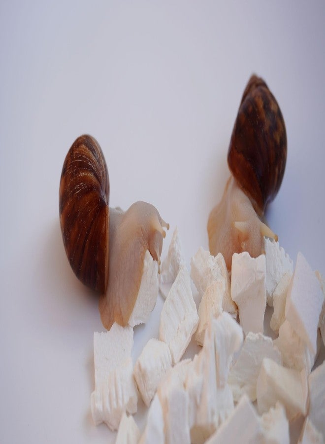 Begeterday Cuttlebone for Snails, Snail Terrarium Supplies - Image 4