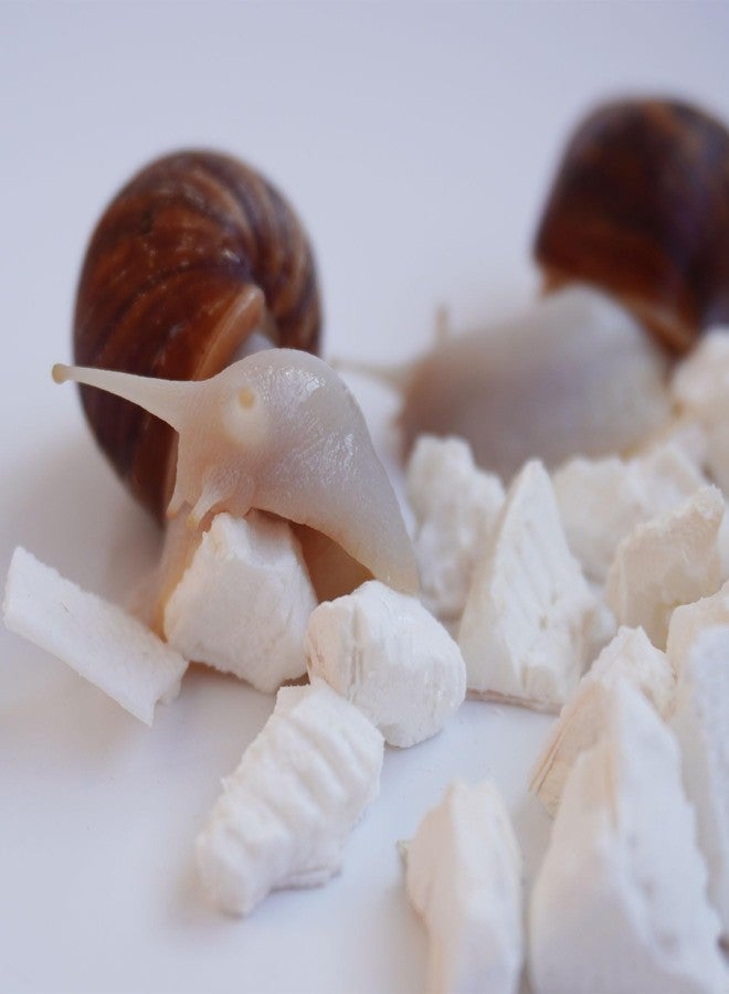 Begeterday Cuttlebone for Snails, Snail Terrarium Supplies - Image 5