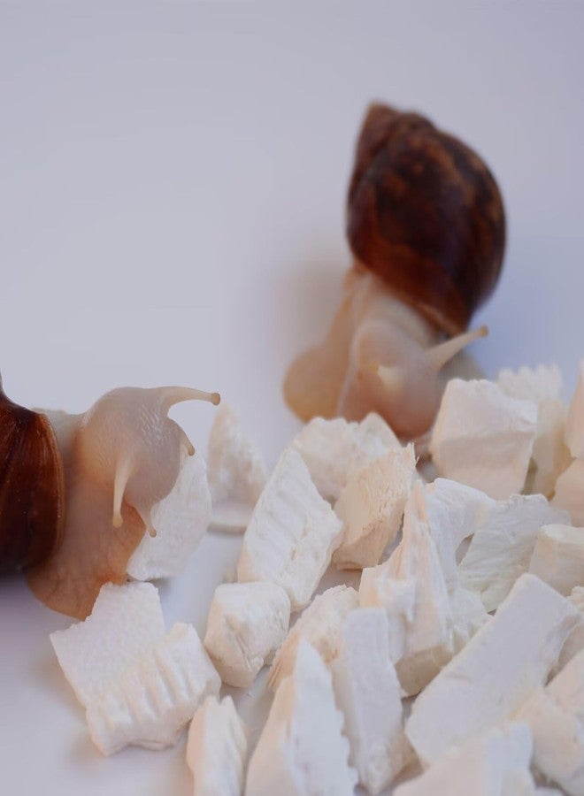 Begeterday Cuttlebone for Snails, Snail Terrarium Supplies - Image 1