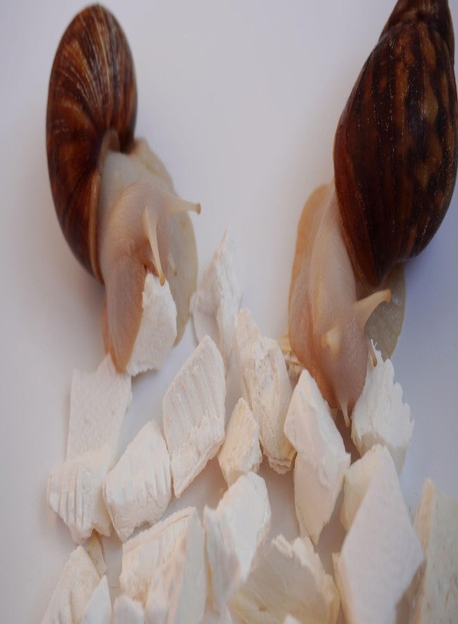 Begeterday Cuttlebone for Snails, Snail Terrarium Supplies - Image 3