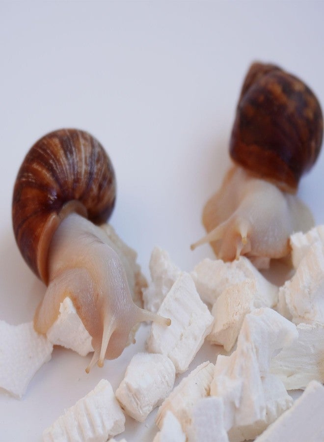 Begeterday Cuttlebone for Snails, Snail Terrarium Supplies - Image 2
