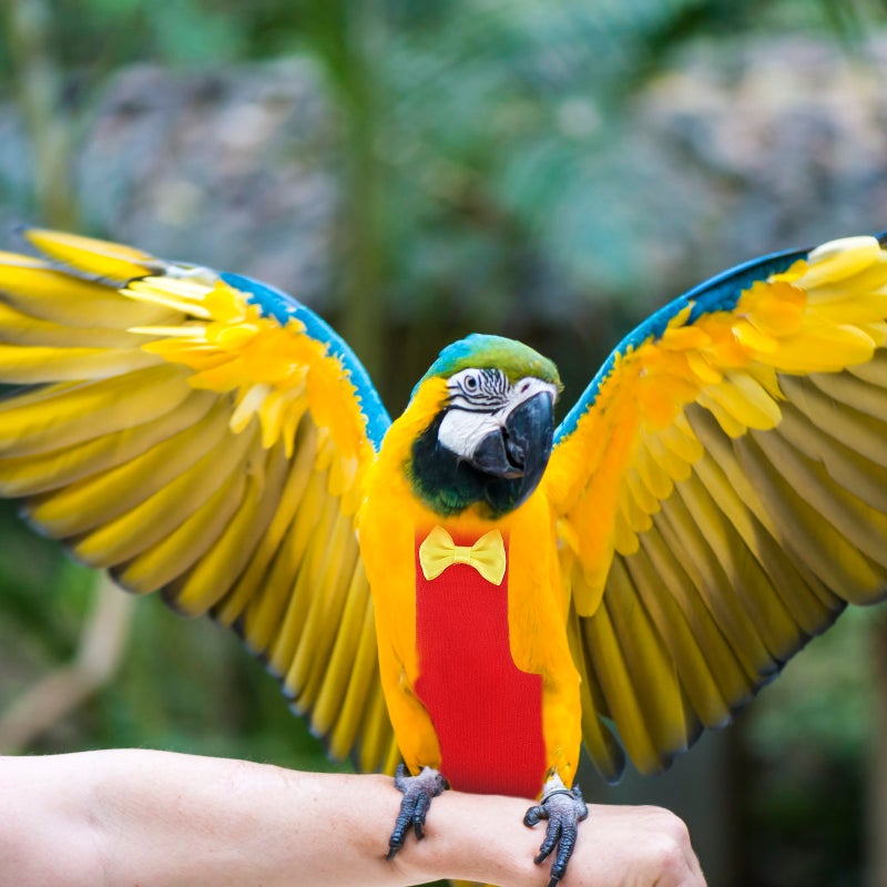 Bird Diaper Flight Parrot Liner Reusable Protective Parrot Birds Clothing Accessory - Image 4