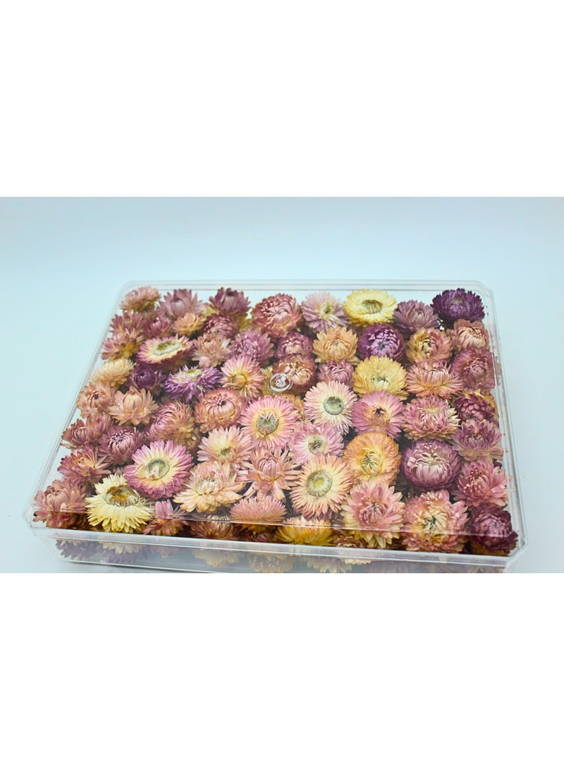 FANCY FLOWERS FANCY Natural Dried Strawflower Ready-to-Use Colorful , Home Accents & Long-Lasting Beauty Presented in their clear box, they make a thoughtful and unique gift used for resin potpourri (pink, XL) - Image 2