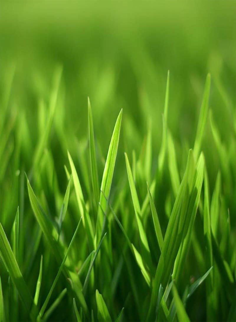 GGOOT Bahia, Bermuda, Grass Seeds for Lawn and Pasture, Livestock Grazing, Choose Color and Amount (5 g, Common Bermuda Coated & Unhulled) - Image 2