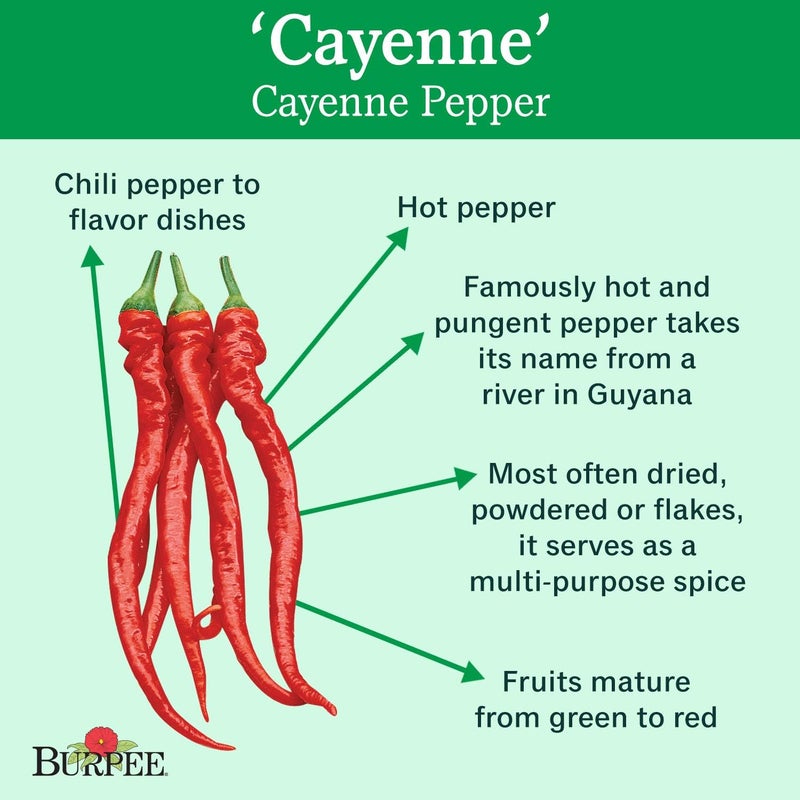 Burpee Cayenne Hot Pepper Seeds 20 seeds - Image 2