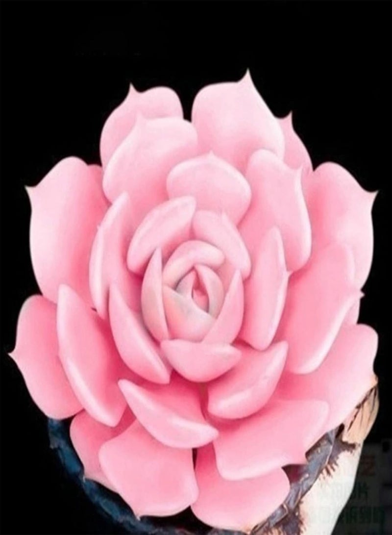 GGOOT 100Pcs Mixed Colors Succulent Seeds Pack | Home Garden Aesthetic Plant Seedlings Growing Kit A 1size - Image 5