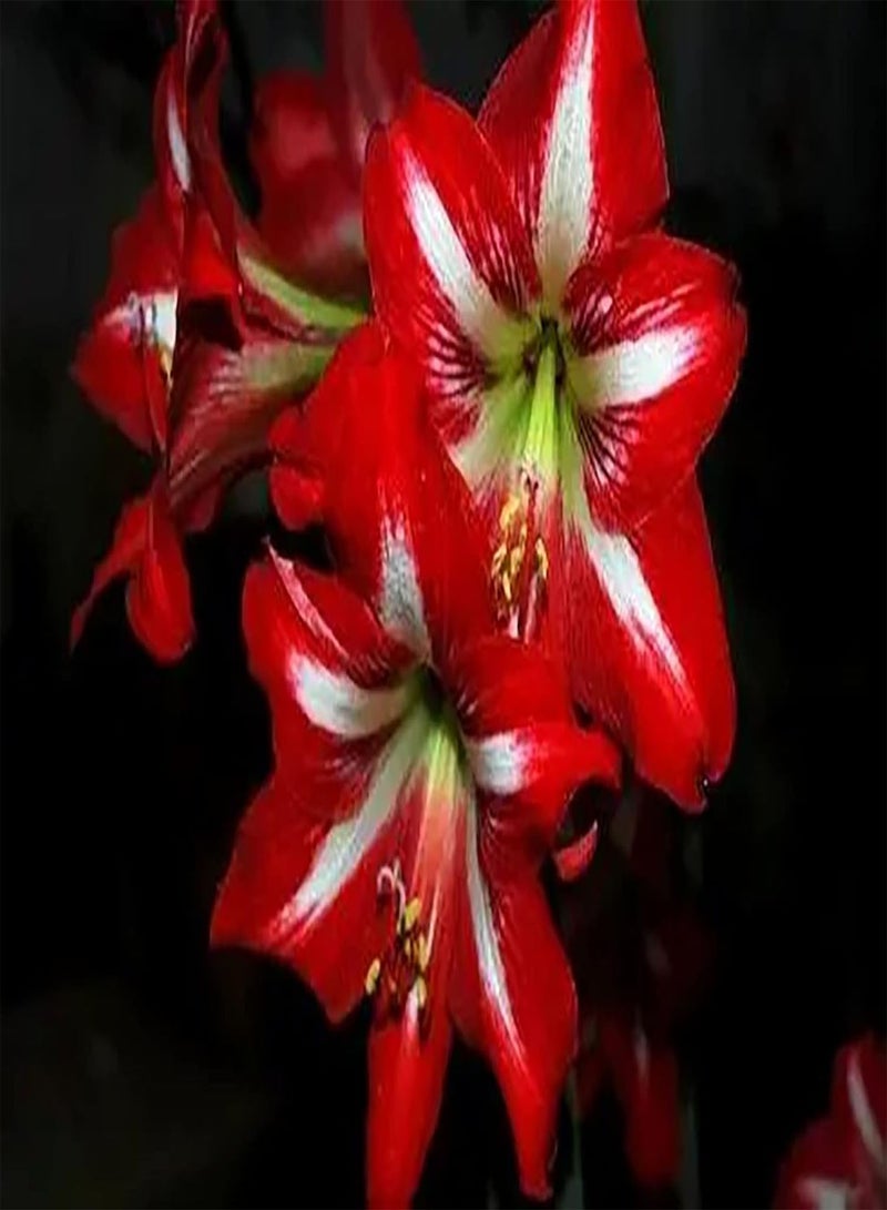 جي جوت بذور أمارلس حمراء نادرة مليئة بالعطر، تُزرع في قطع لتشكل منظرًا طبيعيًا، تُضيء أزهارك حديقتك، تُضفي لمسة فنية وحرفية على حديقتك. - Image 2