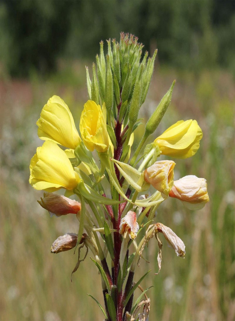 GGOOT Evening Primrose   Oenothera Biennis   100 Semi   Semi   Candela Sera