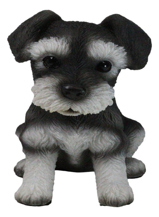 Ebros Gift Ebros Realistic Miniature Schnauzer Puppy Statue 5.75" Tall Animal Dog Collectible Lifelike Schnauzer Figurine Decor - Image 1