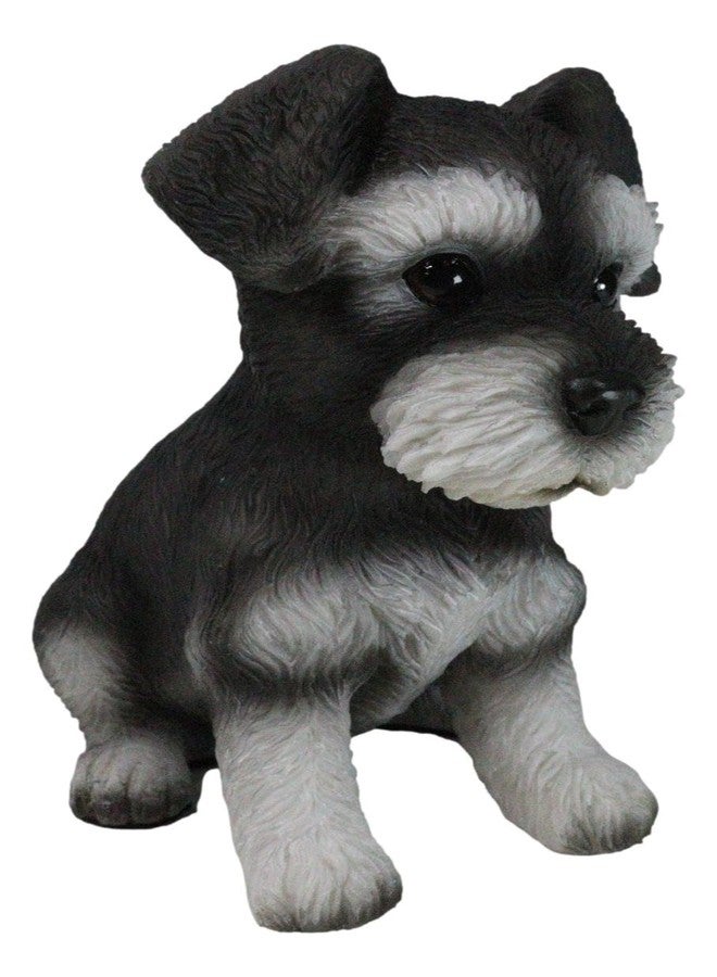 Ebros Gift Ebros Realistic Miniature Schnauzer Puppy Statue 5.75" Tall Animal Dog Collectible Lifelike Schnauzer Figurine Decor - Image 5
