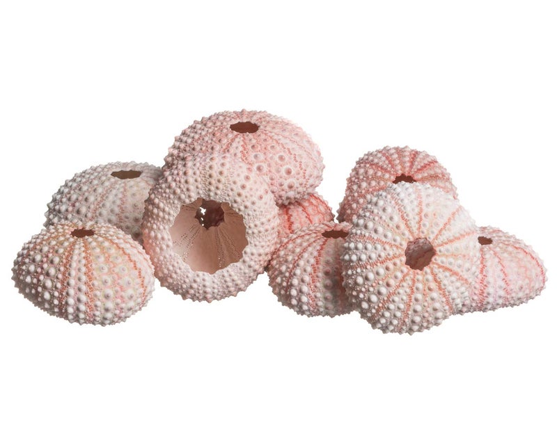 Nautical Crush Trading Sea Urchins Shells for Air Plants - 10 Pink (1-2") Sea Urchin Shells - Hanging Air Plant Holder - Air Plants Live Holders - No Plants Included - Image 1