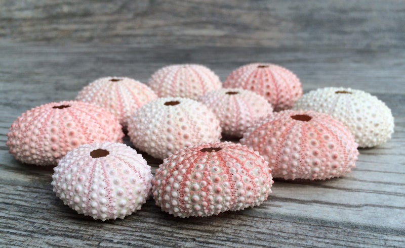 Nautical Crush Trading Sea Urchins Shells for Air Plants - 10 Pink (1-2") Sea Urchin Shells - Hanging Air Plant Holder - Air Plants Live Holders - No Plants Included - Image 5