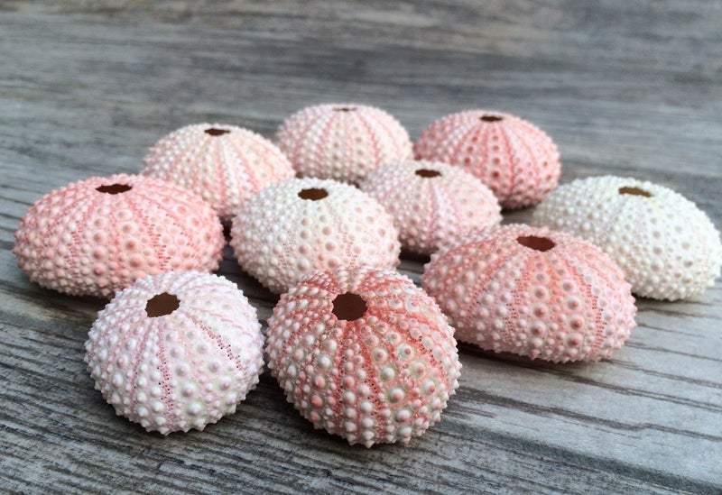 Nautical Crush Trading Sea Urchins Shells for Air Plants - 10 Pink (1-2") Sea Urchin Shells - Hanging Air Plant Holder - Air Plants Live Holders - No Plants Included - Image 3