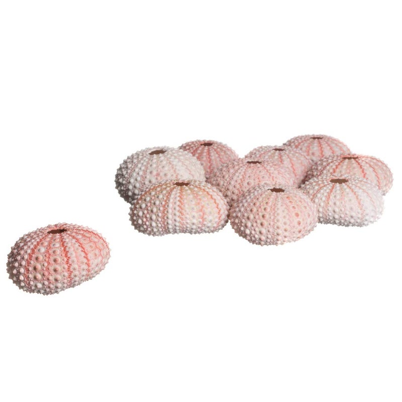 Nautical Crush Trading Sea Urchins Shells for Air Plants - 10 Pink (1-2") Sea Urchin Shells - Hanging Air Plant Holder - Air Plants Live Holders - No Plants Included - Image 2