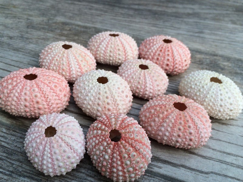Nautical Crush Trading Sea Urchins Shells for Air Plants - 10 Pink (1-2") Sea Urchin Shells - Hanging Air Plant Holder - Air Plants Live Holders - No Plants Included - Image 4