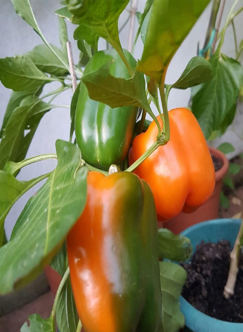 جي جوت بذور خضراوات الفلفل الحلو البرتقالي - Capsicum Annuum، المعروفة أيضًا باسم الفلفل الحلو، للزراعة في حديقة المنزل باستخدام مشعل ثقيل، 20 بذرة - Image 4