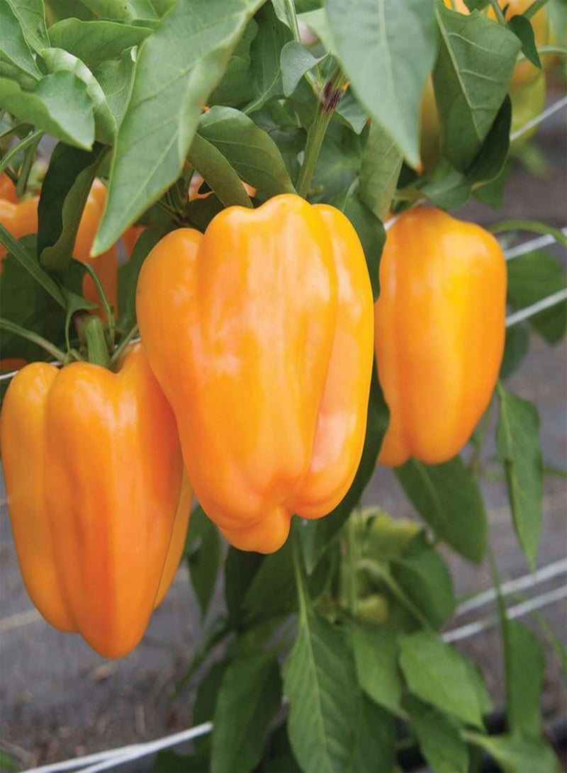 جي جوت بذور خضراوات الفلفل الحلو البرتقالي - Capsicum Annuum، المعروفة أيضًا باسم الفلفل الحلو، للزراعة في حديقة المنزل باستخدام مشعل ثقيل، 20 بذرة - Image 5