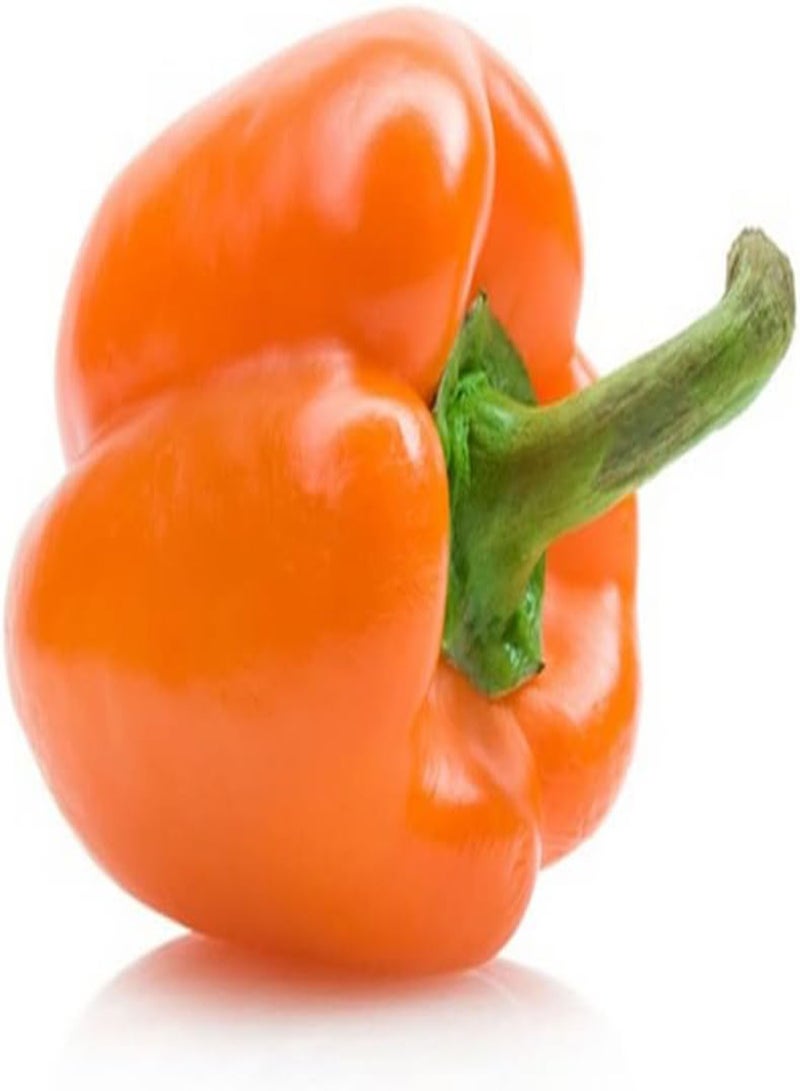 جي جوت بذور خضراوات الفلفل الحلو البرتقالي - Capsicum Annuum، المعروفة أيضًا باسم الفلفل الحلو، للزراعة في حديقة المنزل باستخدام مشعل ثقيل، 20 بذرة - Image 3