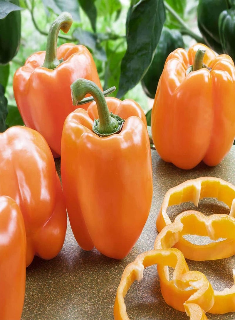 جي جوت بذور خضراوات الفلفل الحلو البرتقالي - Capsicum Annuum، المعروفة أيضًا باسم الفلفل الحلو، للزراعة في حديقة المنزل باستخدام مشعل ثقيل، 20 بذرة - Image 2