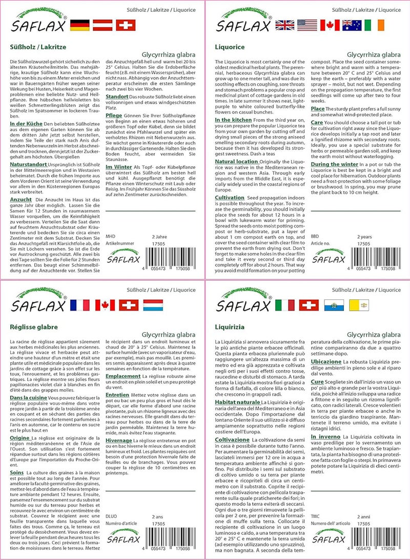 GGOOT Liquorice - 30 Seeds - with Soil - Glycyrrhiza glabra - Image 3