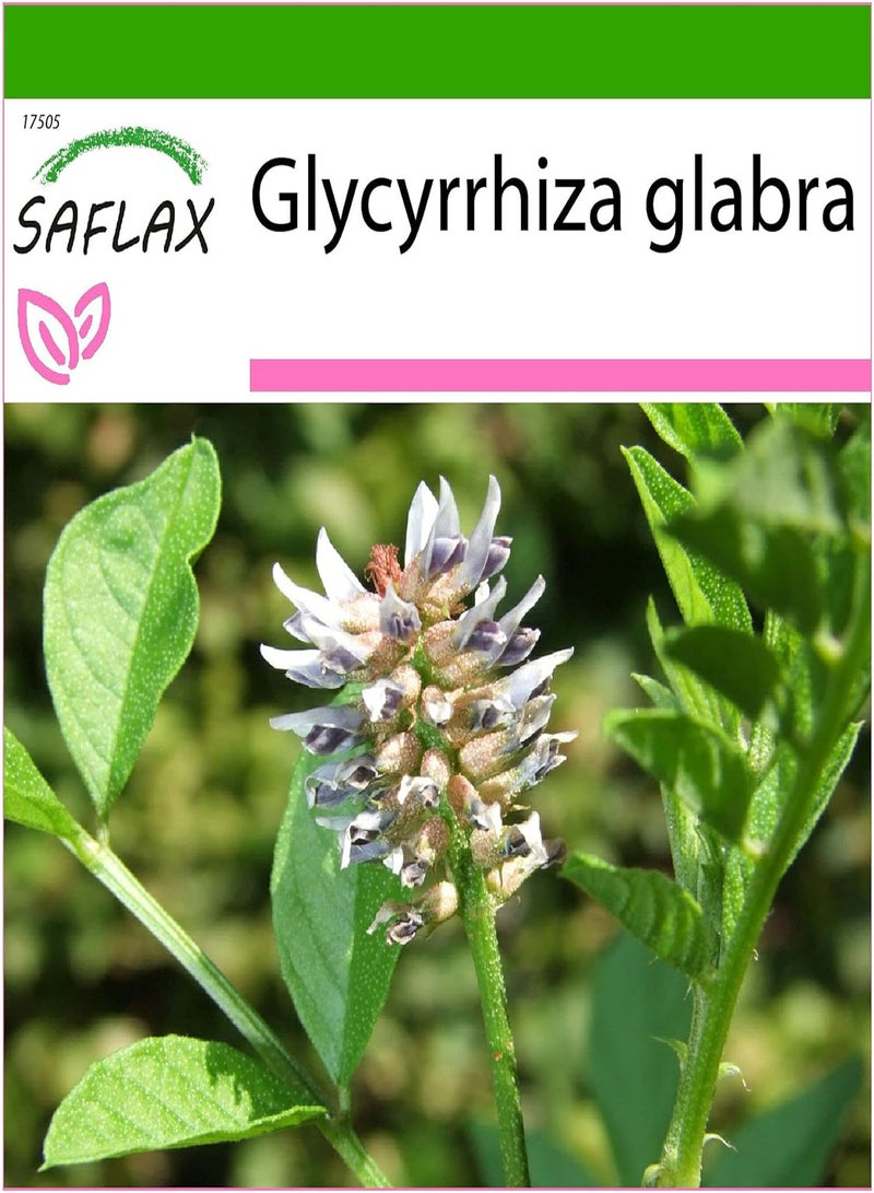 GGOOT Liquorice - 30 Seeds - with Soil - Glycyrrhiza glabra - Image 1