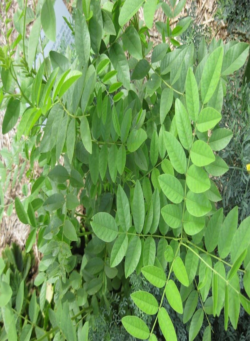 GGOOT Liquorice - 30 Seeds - with Soil - Glycyrrhiza glabra - Image 5