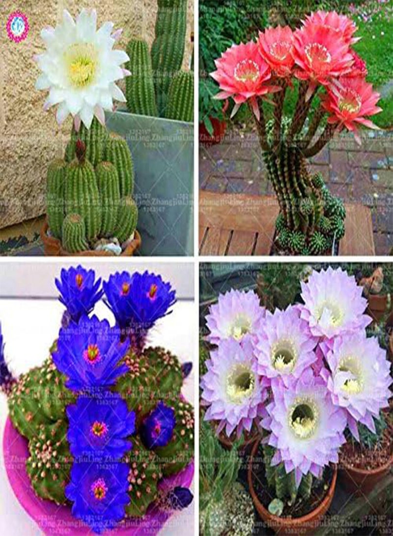 جي جوت بذور. 20 قطعة من نبات الصبار العملاق العصاري من زهور بونساي نبات نادر حديقة الزهور في المزهرية عائلة Anti-raiazioni: 5 - Image 3