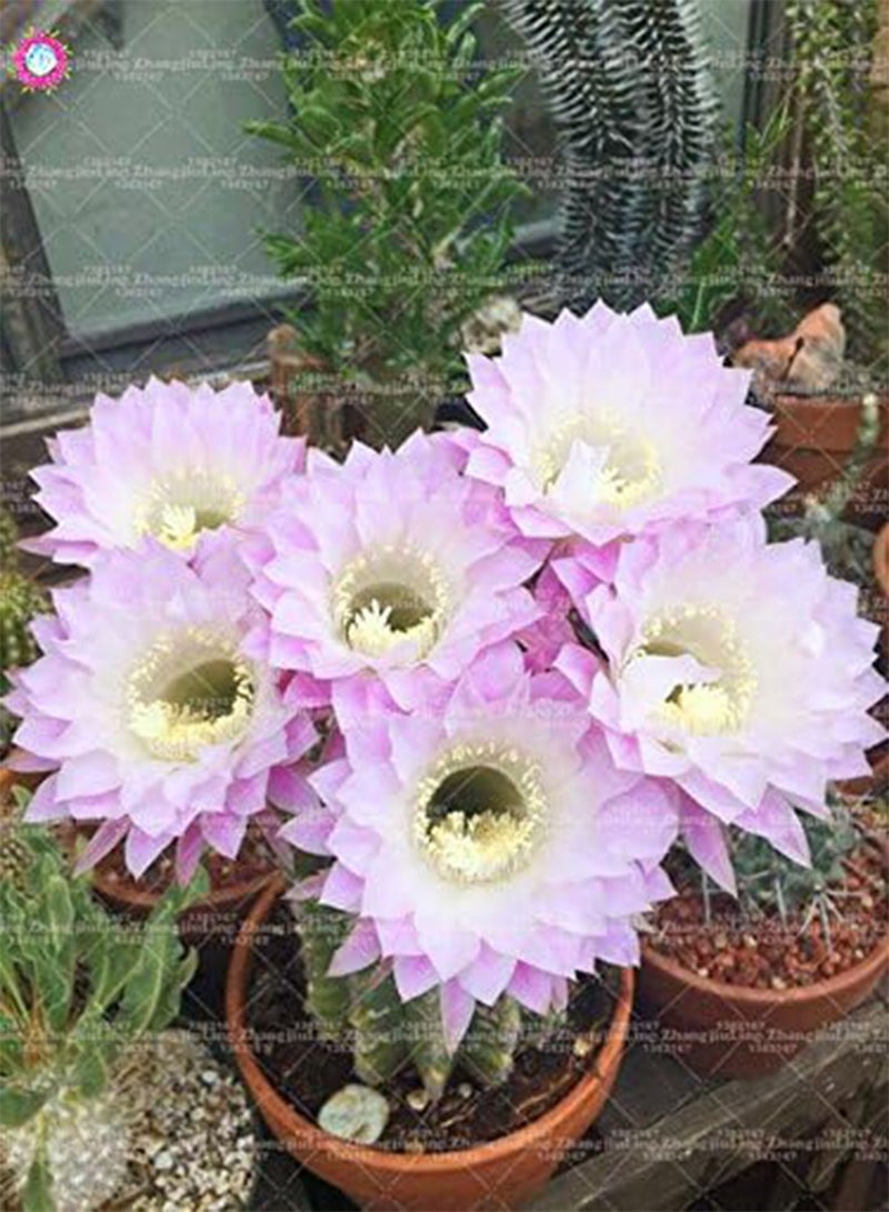 جي جوت بذور. 20 قطعة من نبات الصبار العملاق العصاري من زهور بونساي نبات نادر حديقة الزهور في المزهرية عائلة Anti-raiazioni: 5 - Image 1