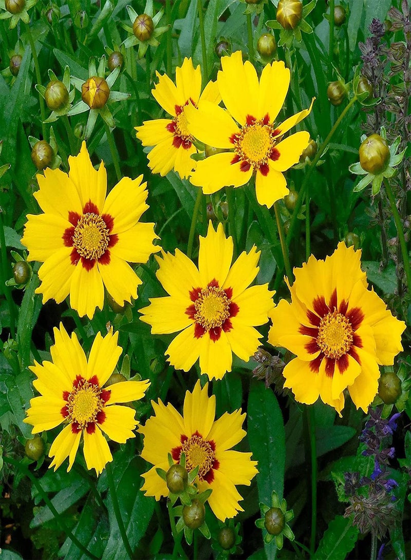 GGOOT Coreopsis Nana (Low Growing) 10 Seeds - Non-Stop Display of Blooms Perennial