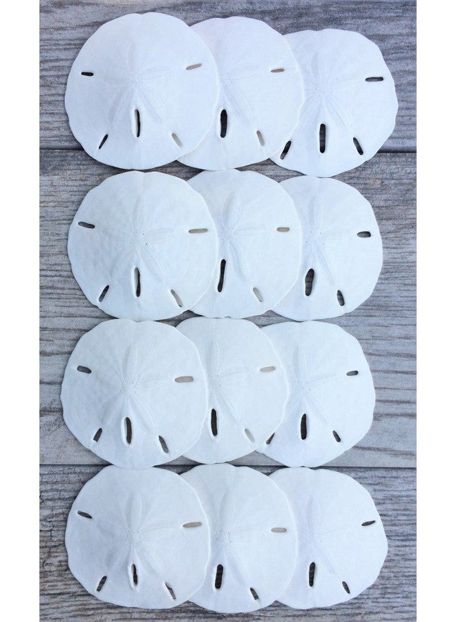 Nautical Crush Trading Sand Dollar | Real Sand Dollars 2 1/2" to 3" (Set of 12) | Sand Dollar Shells | Seashell Wedding | Plus Free Nautical eBook by Joseph Rains - Image 3