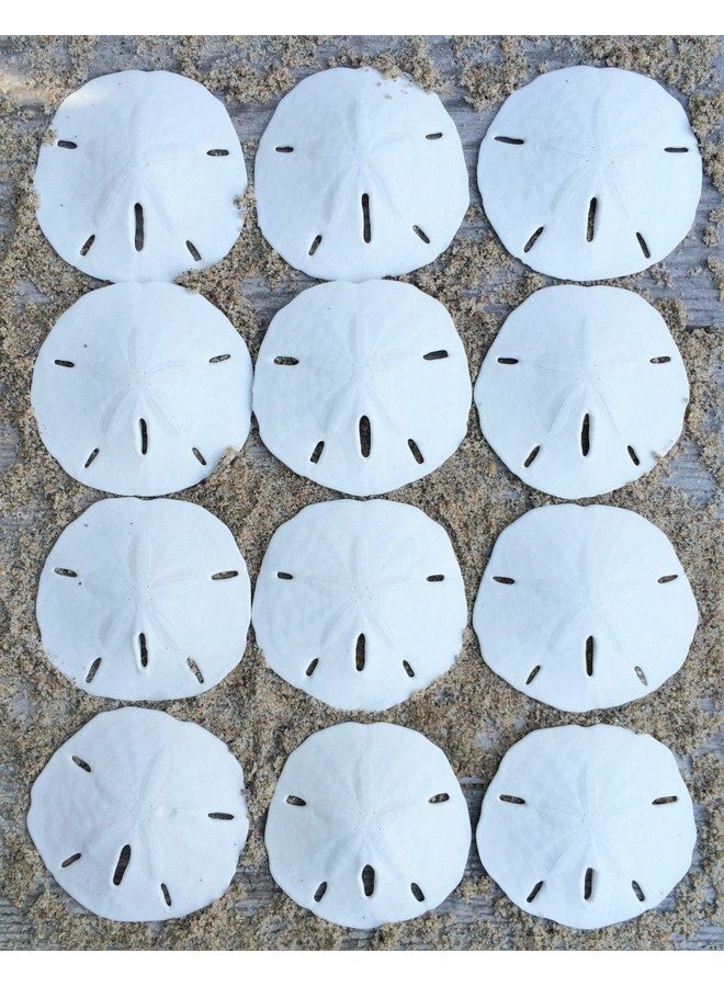 Nautical Crush Trading Sand Dollar | Real Sand Dollars 2 1/2" to 3" (Set of 12) | Sand Dollar Shells | Seashell Wedding | Plus Free Nautical eBook by Joseph Rains - Image 2