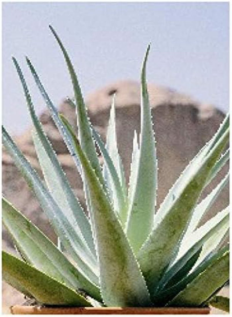 GGOOT Aloe Vera/True Aloe (Aloe Vera) - 15 Seeds -  - Image 1