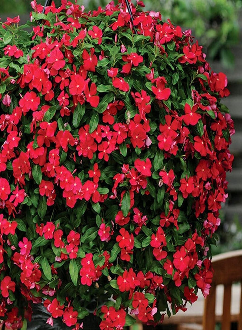 GGOOT 100Pcs Petunia Seeds Red Hanging Basket Flowers Blooming All Season Easy to Outdoor Balcony Plant Perennial Flower Bring Visual Enjoyment to Growers - Image 1