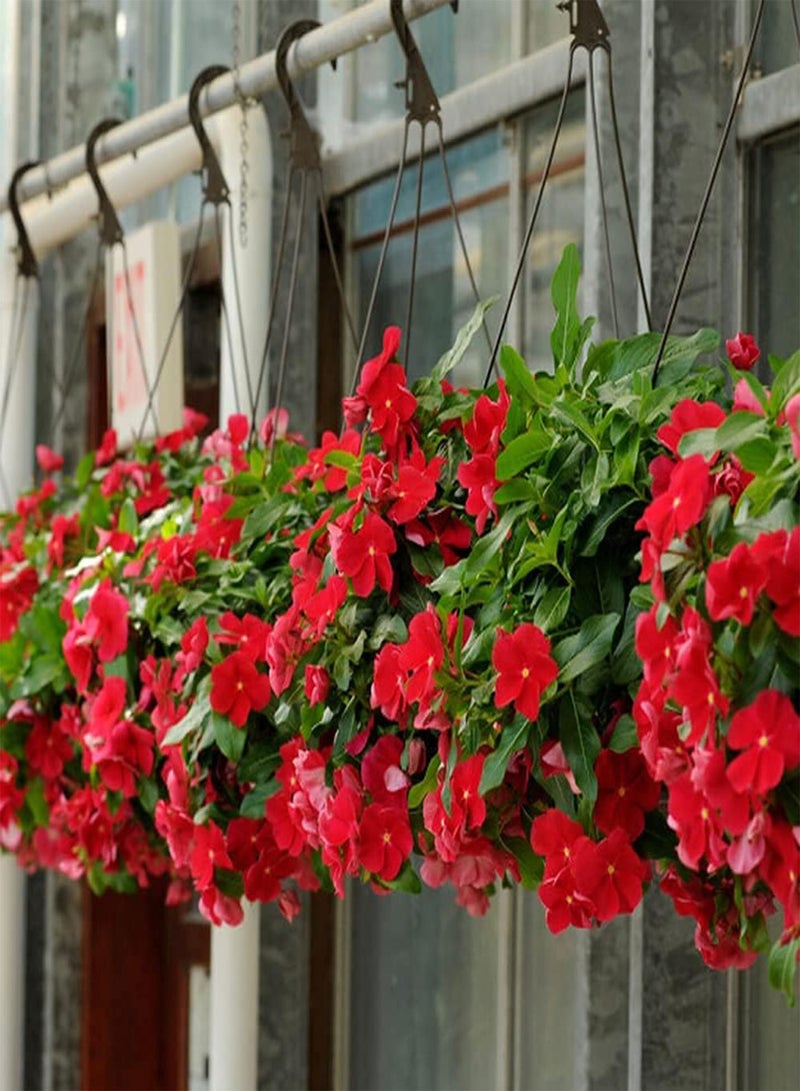 GGOOT 100Pcs Petunia Seeds Red Hanging Basket Flowers Blooming All Season Easy to Outdoor Balcony Plant Perennial Flower Bring Visual Enjoyment to Growers - Image 2