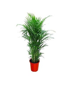 DUBAI GARDEN CENTRE Dubai Garden Centre Natural Air Purifier Areca Palm Plant  Green  - Image 1