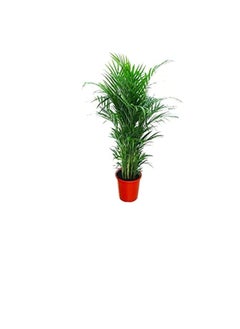DUBAI GARDEN CENTRE Dubai Garden Centre Natural Air Purifier Areca Palm Plant  Green  - Image 2