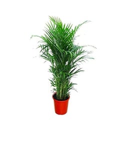 DUBAI GARDEN CENTRE Dubai Garden Centre Natural Air Purifier Areca Palm Plant  Green  - Image 3